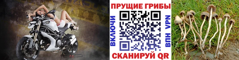Галлюциногенные грибы Cubensis  Россошь 